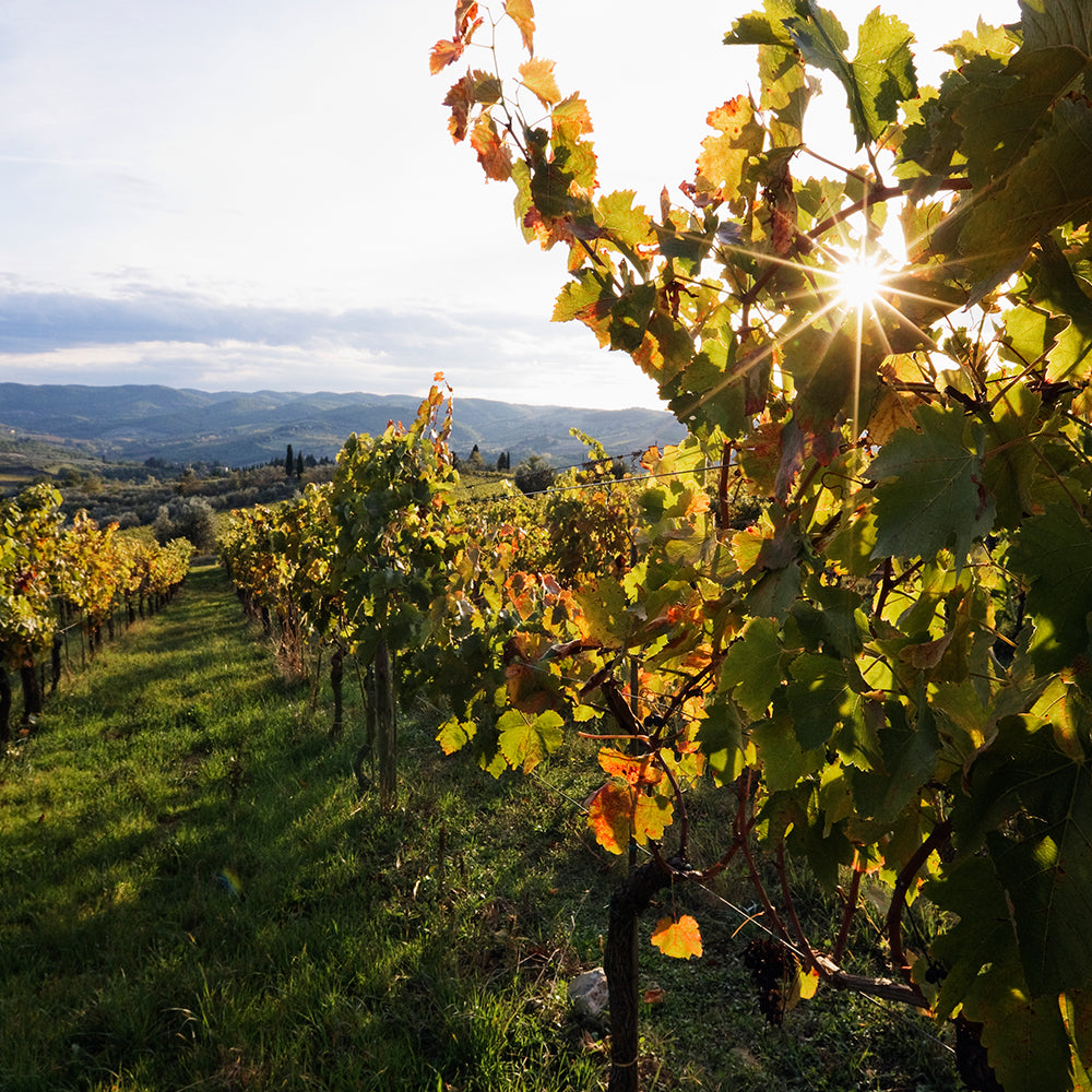 2024 Dernauer Trotzenberg Spätburgunder Qualitätswein trocken 750 ml. Steilstlagenweine Rot